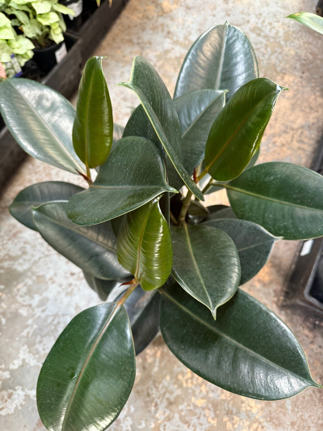 Rubber Plant 'Burgundy' (Ficus elastica) - Large - Ladybird Nursery