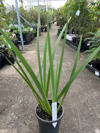 Louisiana Iris 'Our Paris' - Ladybird Nursery