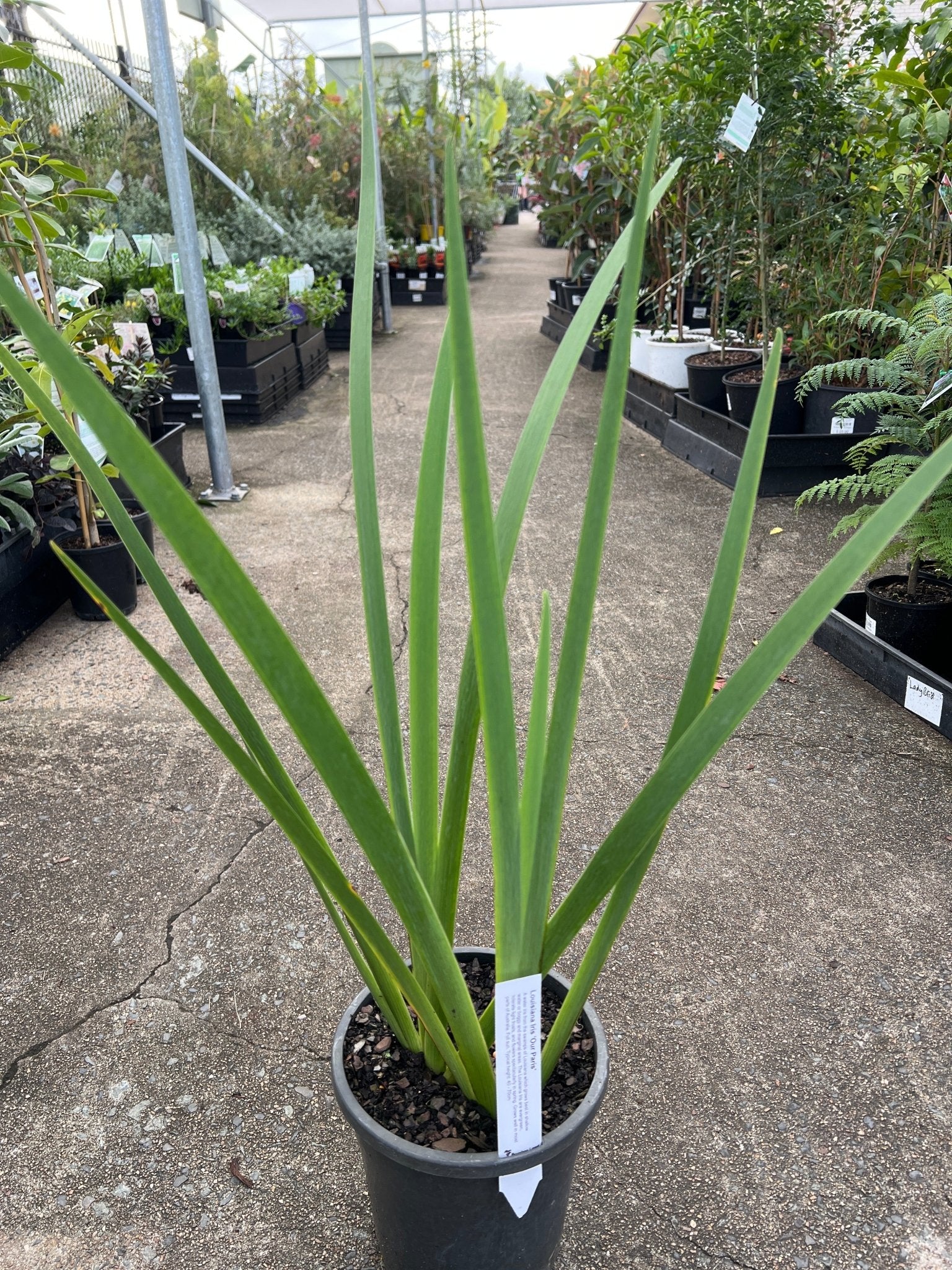 Louisiana Iris 'Our Paris' - Ladybird Nursery