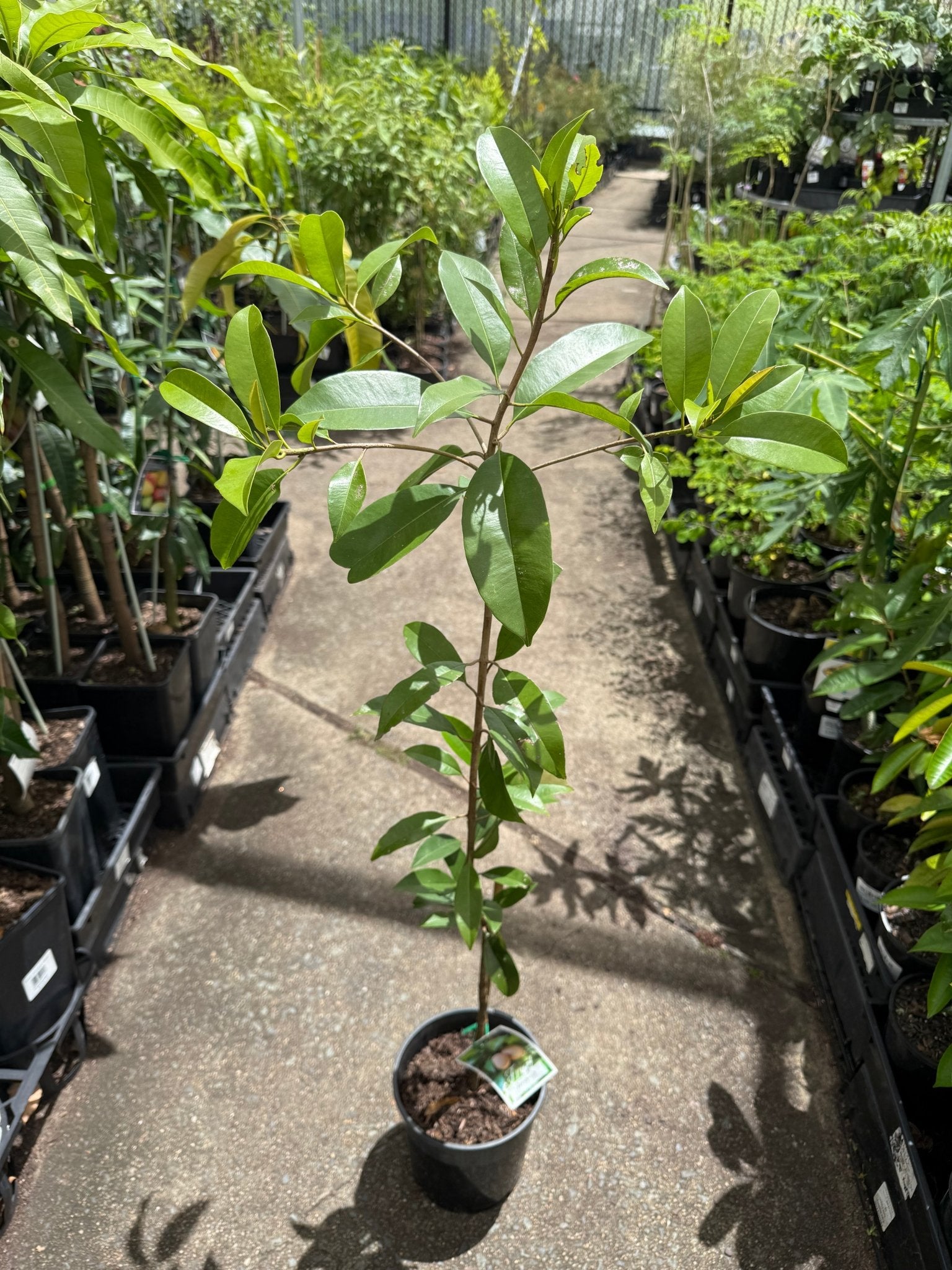 Sapodilla (Cheeku, Sapoda) - Ladybird Nursery