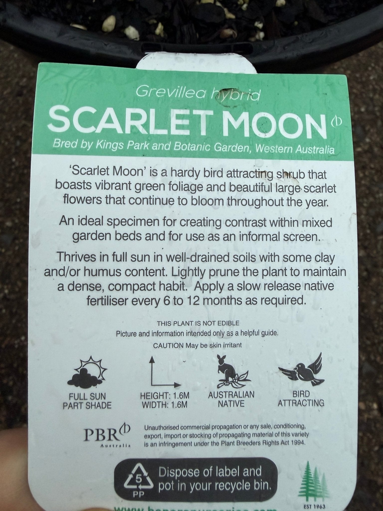 Grevillea 'Scarlet Moon' - Large - Ladybird Nursery
