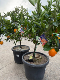 Blood Orange 'Ippolitto' Advanced - 400mm pot (Pickup Only)