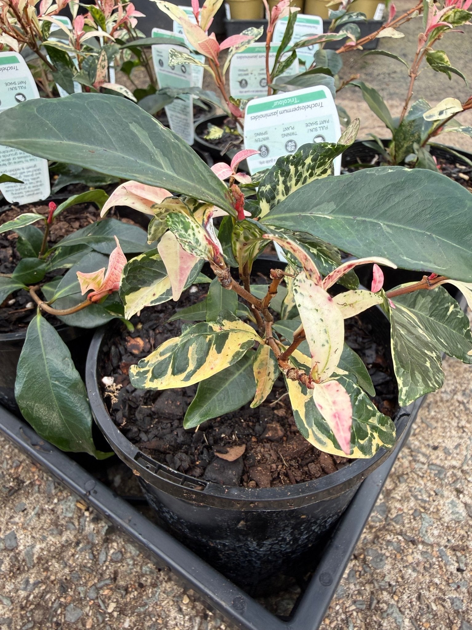 Jasmine 'Tricolour’ (Trachelospermum jasminoides) - Ladybird Nursery