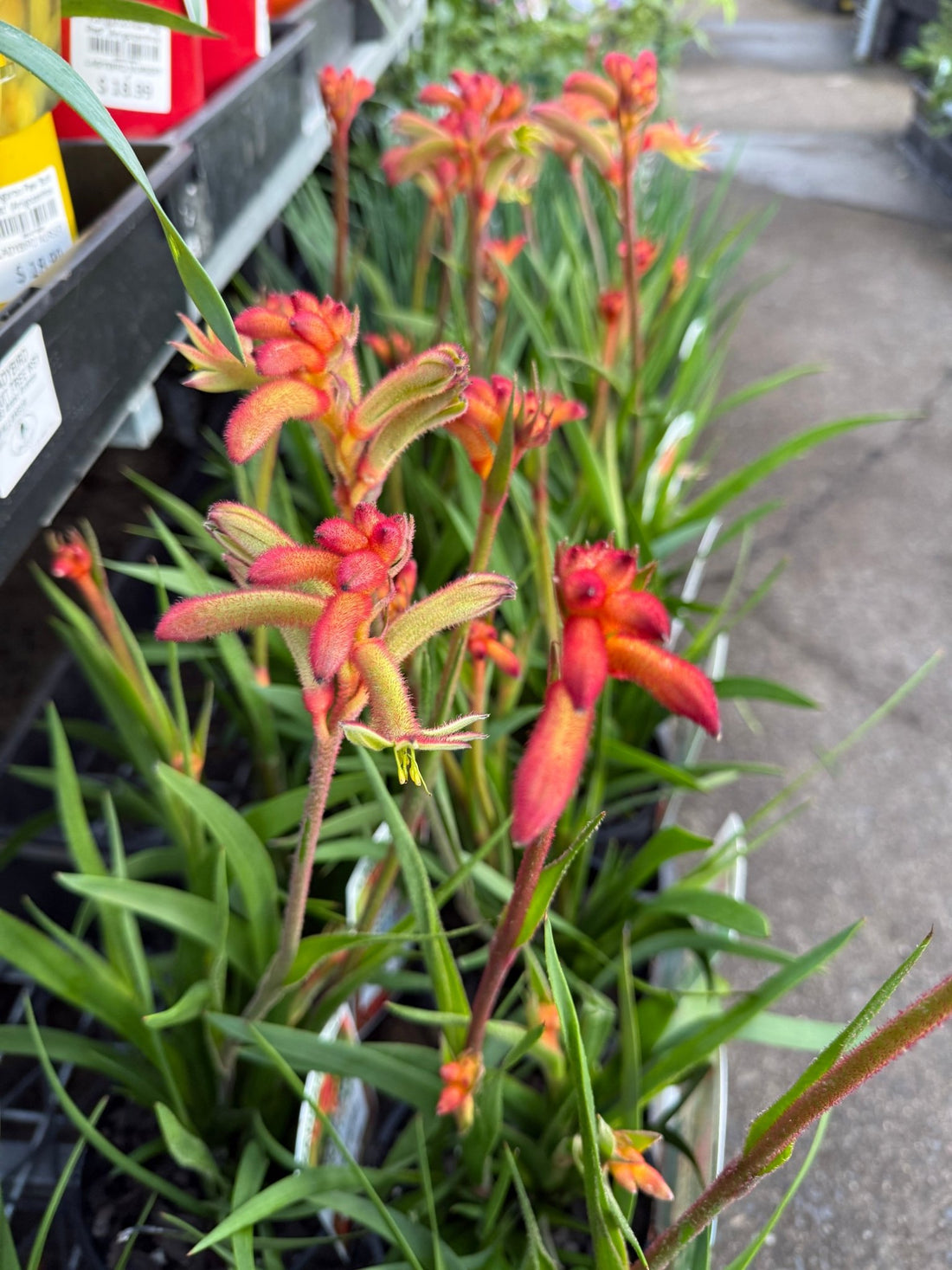 Kangaroo Paw 'Bush Flare' (Anigozanthos) - Ladybird Nursery