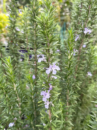 Rosemary 'Tuscan Blue' - Large - Ladybird Nursery