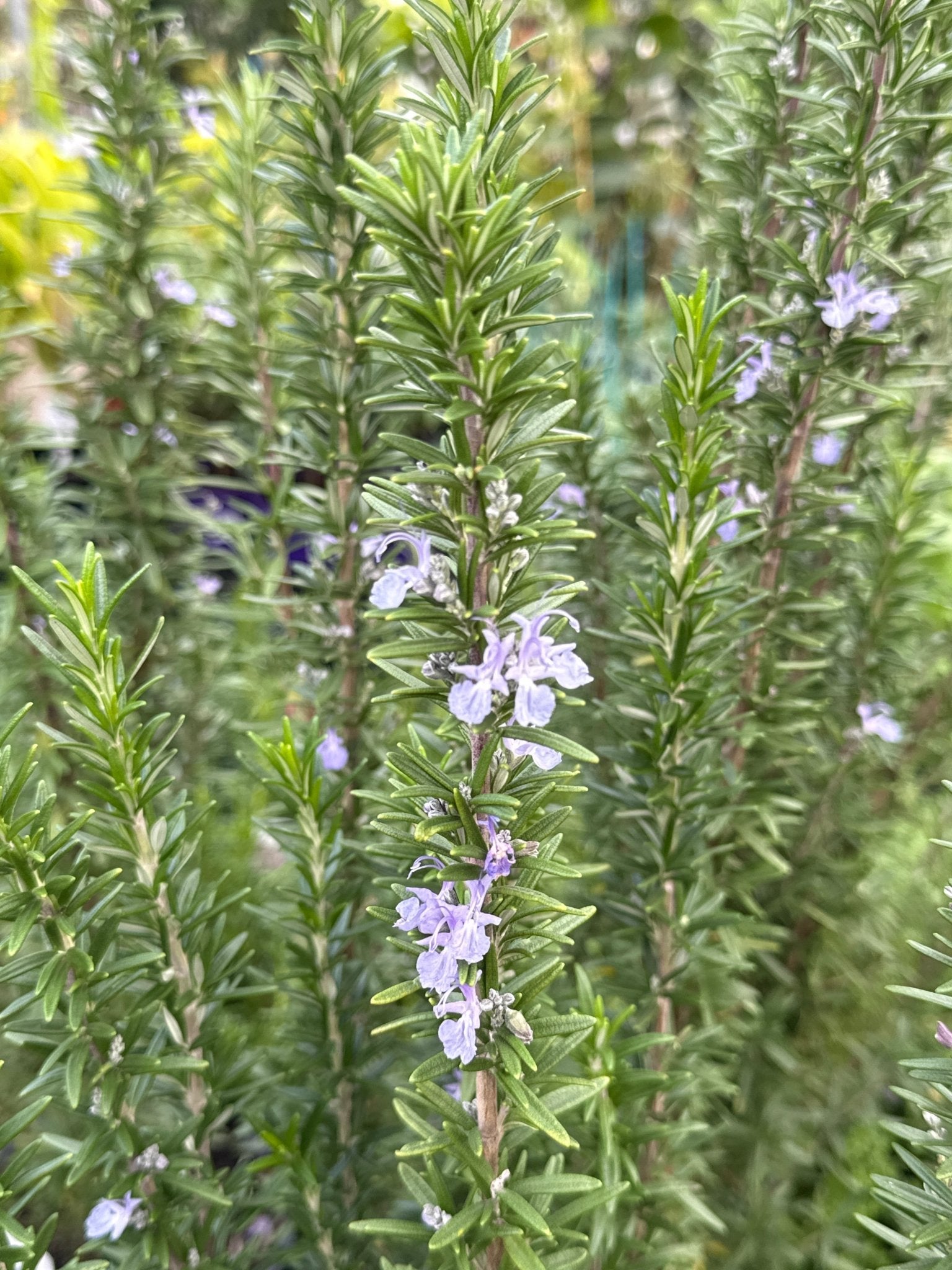 Rosemary 'Tuscan Blue' - Large - Ladybird Nursery