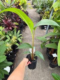 Heliconia 'Hot Rio Nights' - Ladybird Nursery