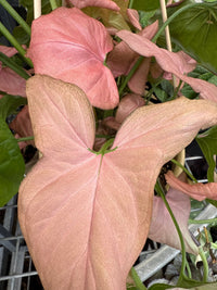 Syngonium 'Pink' in Hanging Basket - Ladybird Nursery