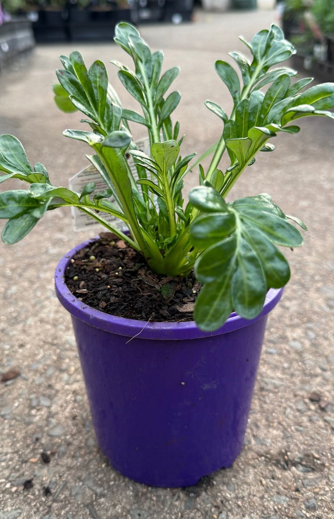 Gazania 'New Day Mix' - Ladybird Nursery