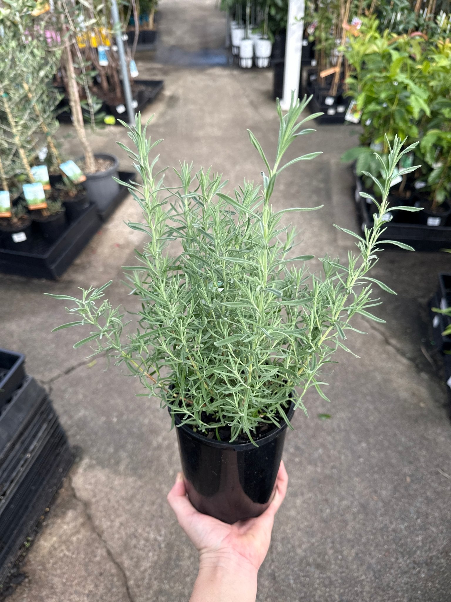 Lavender - Avonview (Lavandula stoechas) - Ladybird Nursery
