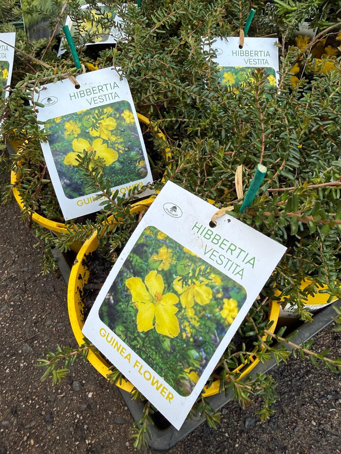 Guinea Flower 'Little Rocker' (Hibbertia vestita) - Ladybird Nursery