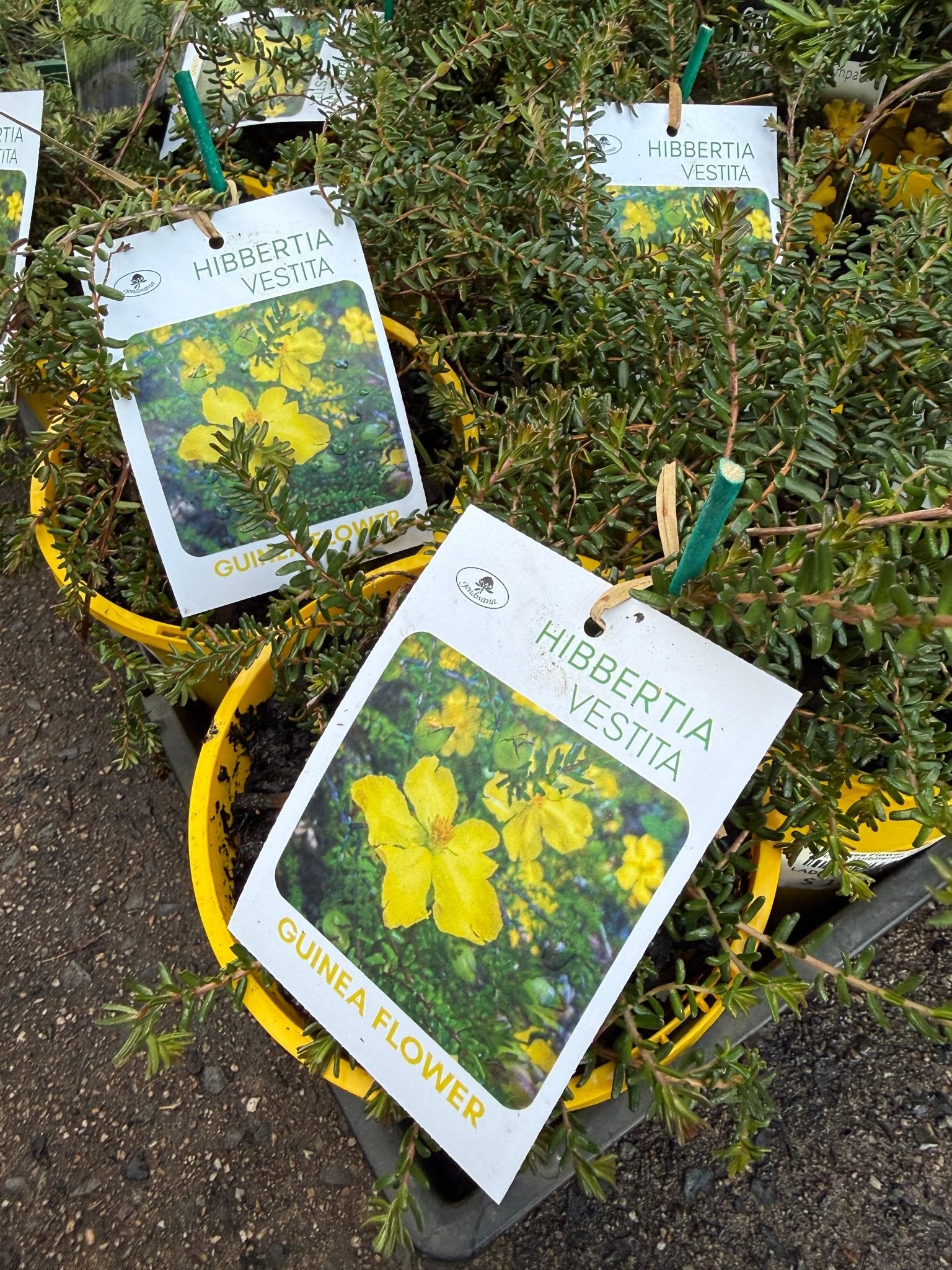 Guinea Flower 'Little Rocker' (Hibbertia vestita) - Ladybird Nursery