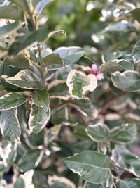 Lemon 'Pinky' - Advanced (PICKUP ONLY) - Ladybird Nursery