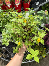 Lysimachia ‘Green & Gold’ - Ladybird Nursery