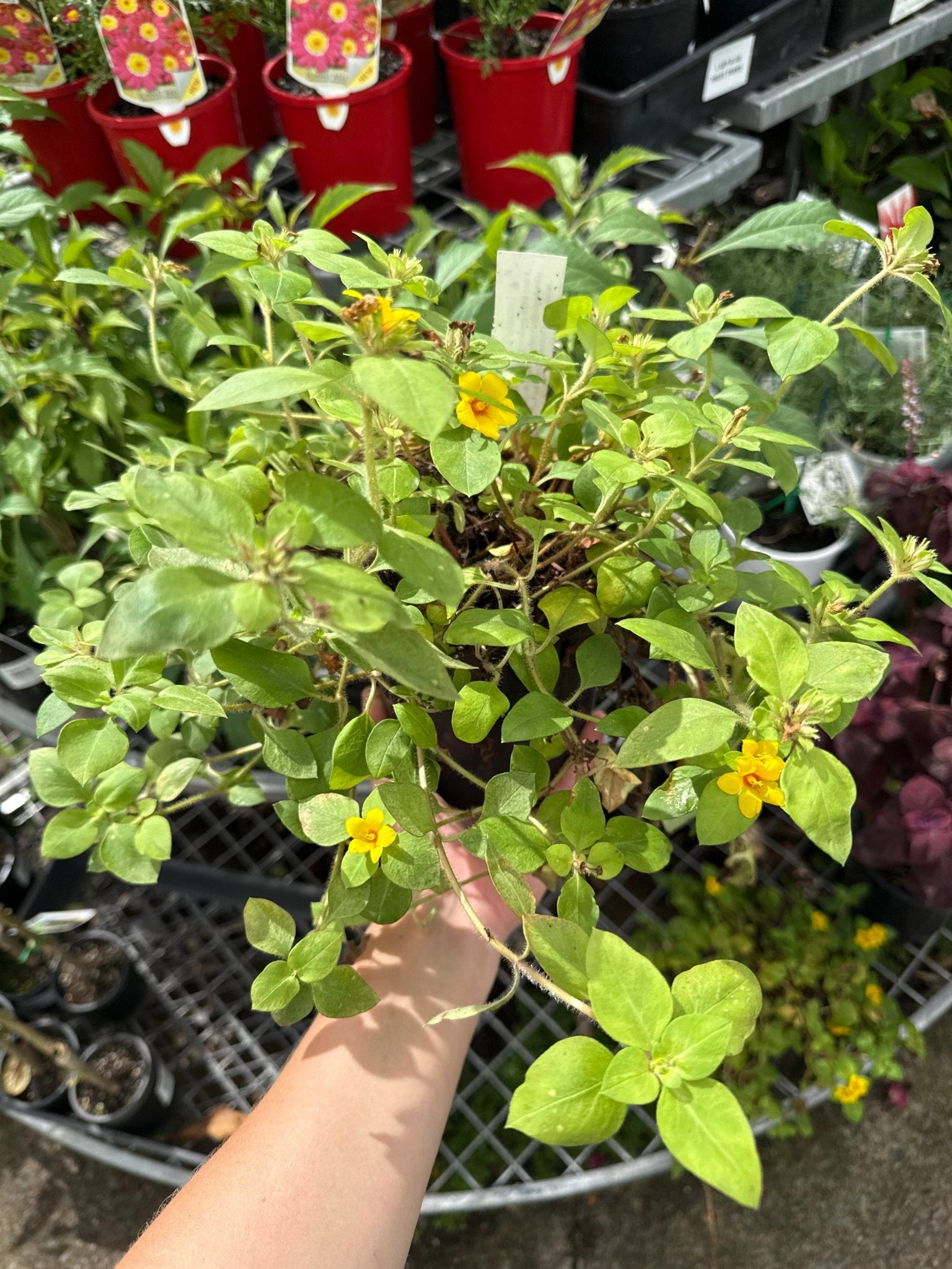 Lysimachia ‘Green & Gold’ - Ladybird Nursery