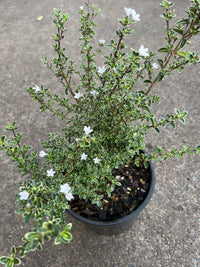 Serissa ‘Snow Leaves’ - Ladybird Nursery