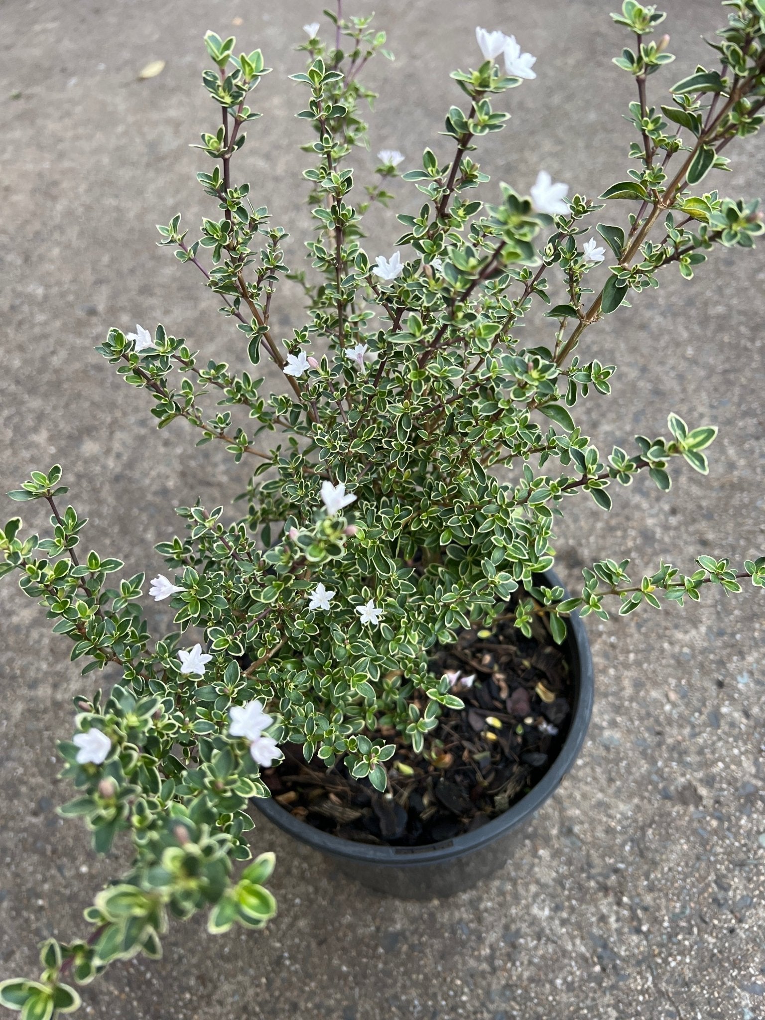 Serissa ‘Snow Leaves’ - Ladybird Nursery