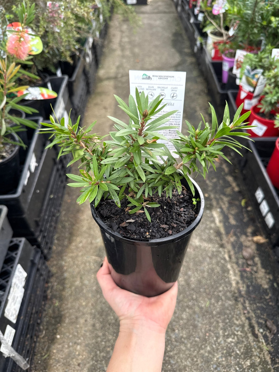 Bottlebrush ‘Matthew Flinders’ (Callistemon) - Ladybird Nursery