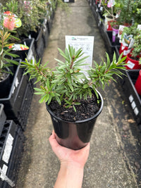 Bottlebrush ‘Matthew Flinders’ (Callistemon) - Ladybird Nursery