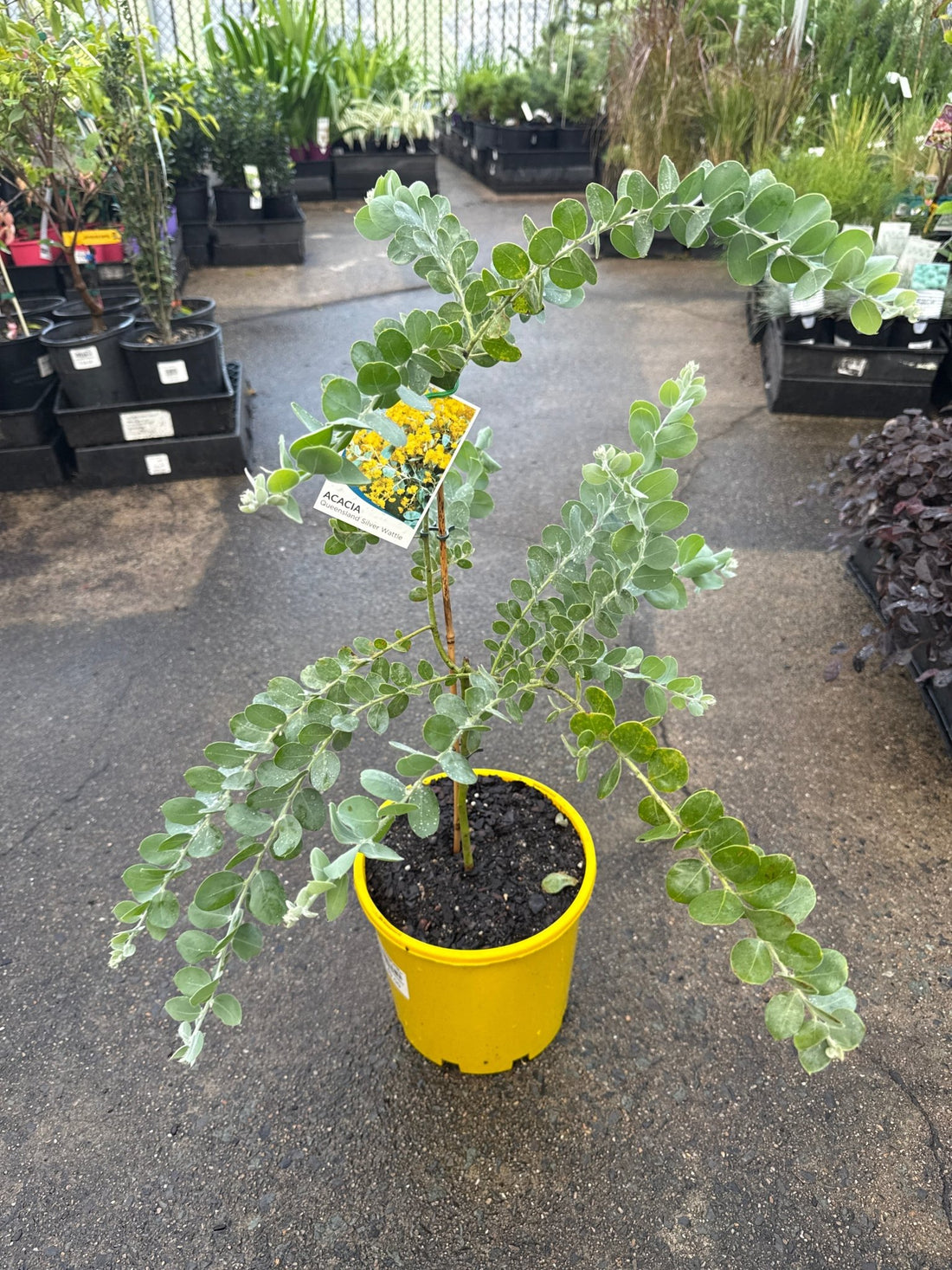 Queensland Silver Wattle (Acacia podalyriifolia) - Large - Ladybird Nursery