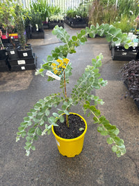 Queensland Silver Wattle (Acacia podalyriifolia) - Large - Ladybird Nursery