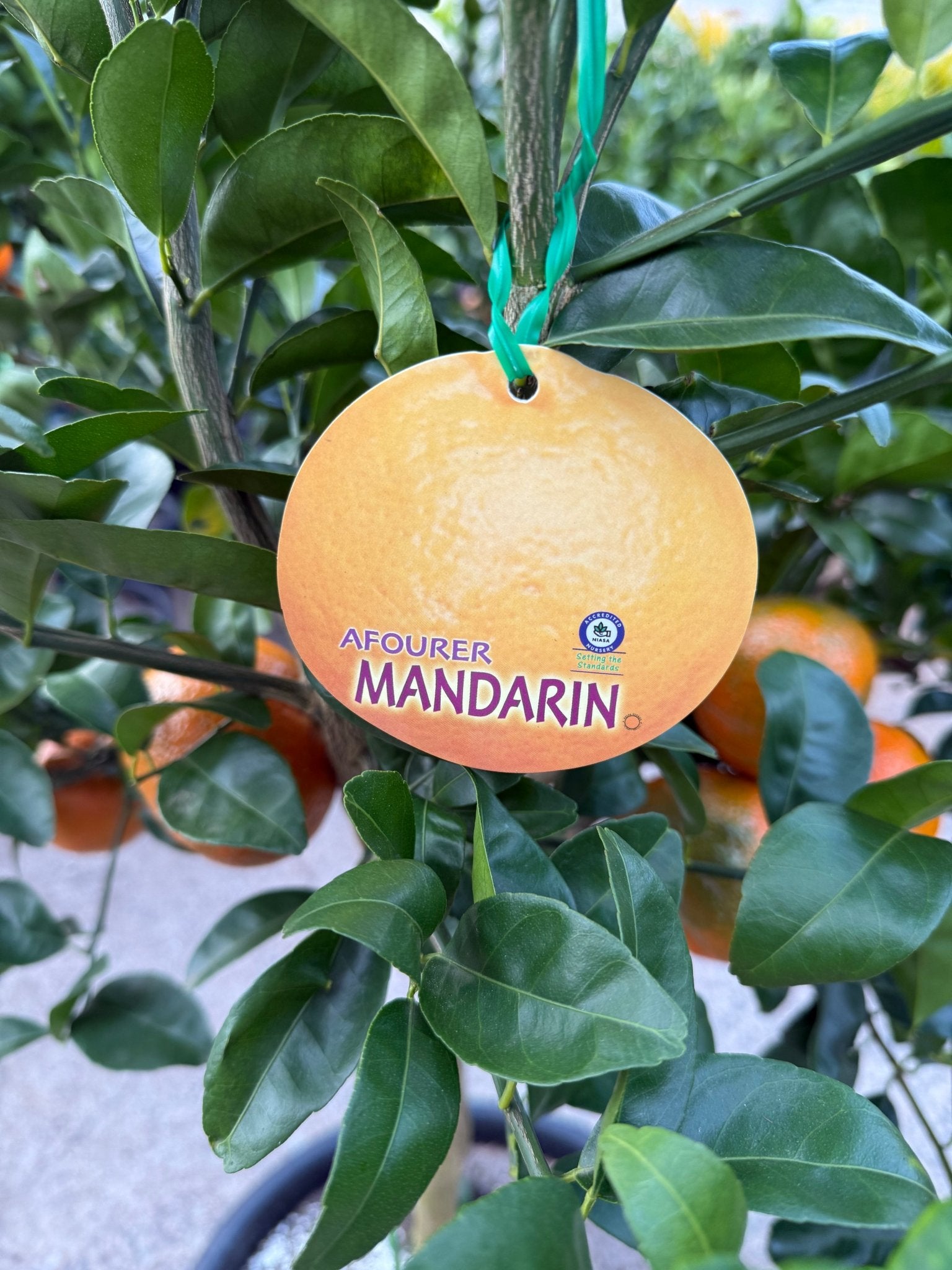 Mandarin Afourer 400mm PICKUP ONLY - Ladybird Nursery