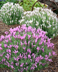 Lavender - Fairy Wings Radiance (Lavandula pedunculata) - Ladybird Nursery