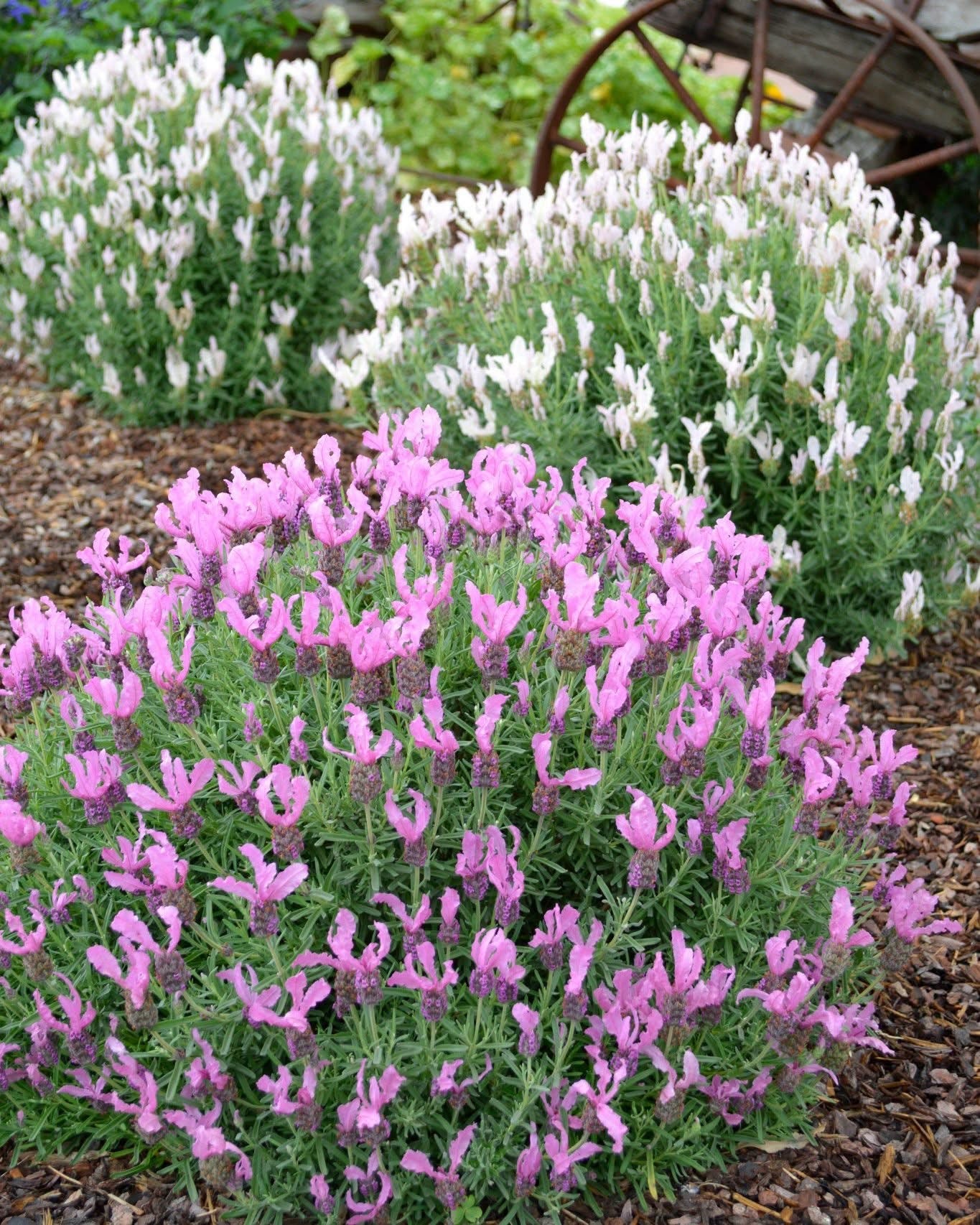 Lavender - Fairy Wings Radiance (Lavandula pedunculata) - Ladybird Nursery