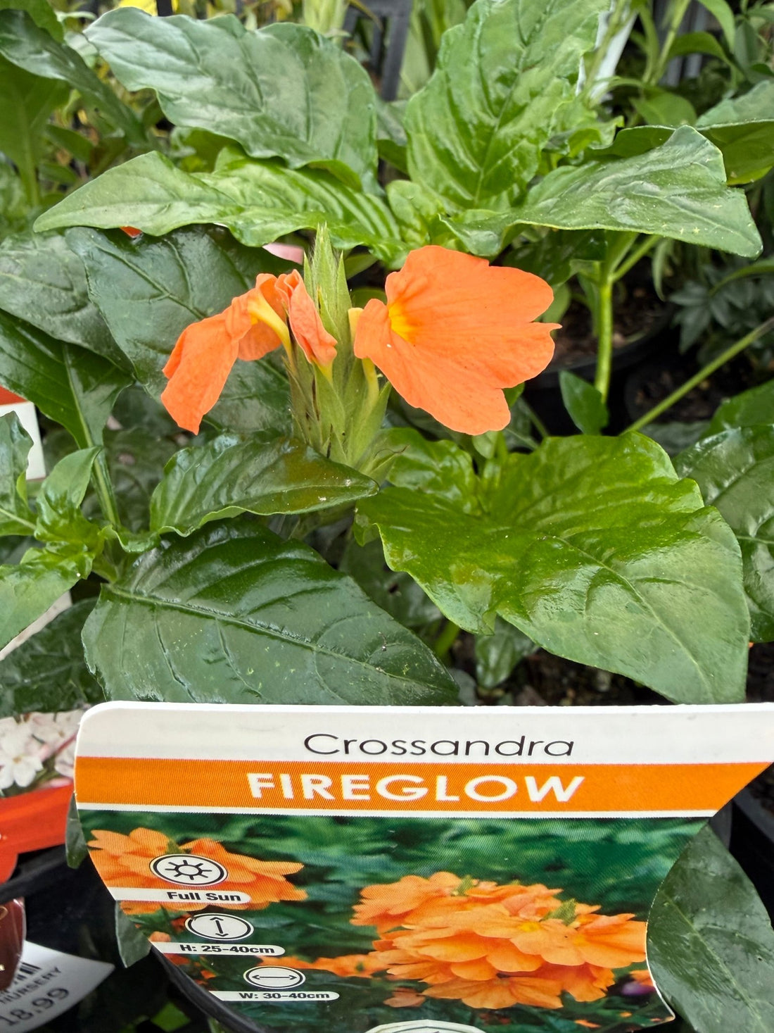 Fireglow (Crossandra infundibuliformis) - Ladybird Nursery