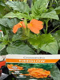 Fireglow (Crossandra infundibuliformis) - Ladybird Nursery