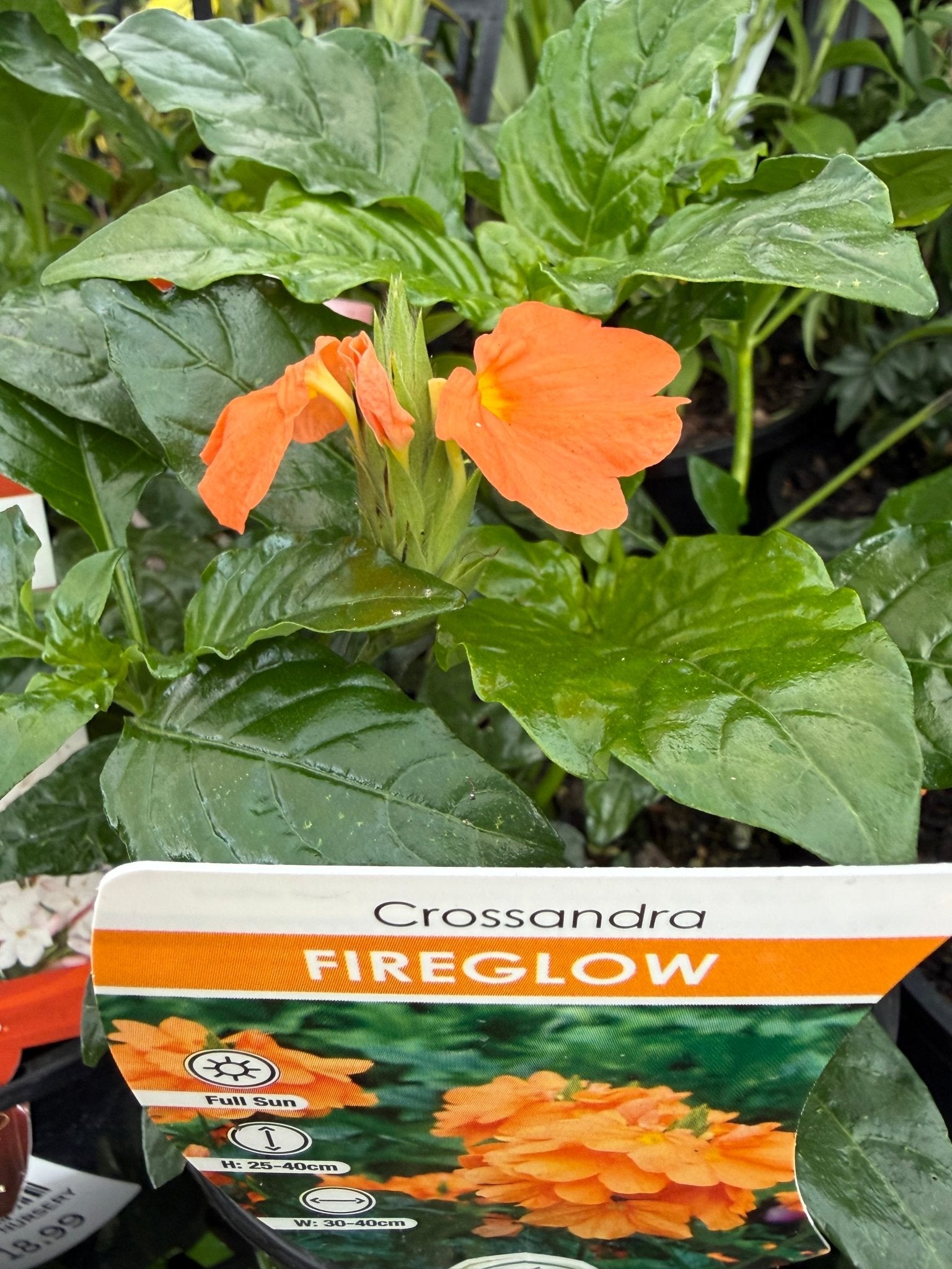 Fireglow (Crossandra infundibuliformis) - Ladybird Nursery