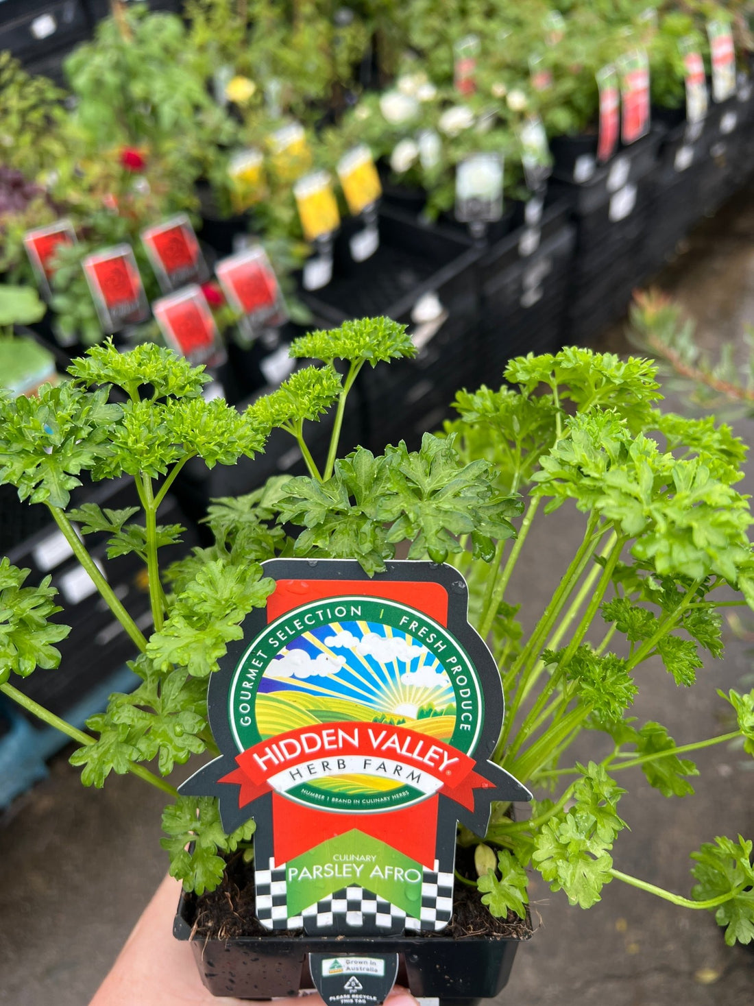 Parsley Afro (Pickup Only) - Ladybird Nursery