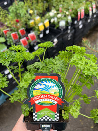 Parsley Afro (Pickup Only) - Ladybird Nursery