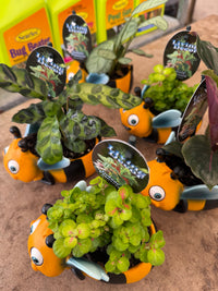 Bee Planter with Assorted Indoor Plant