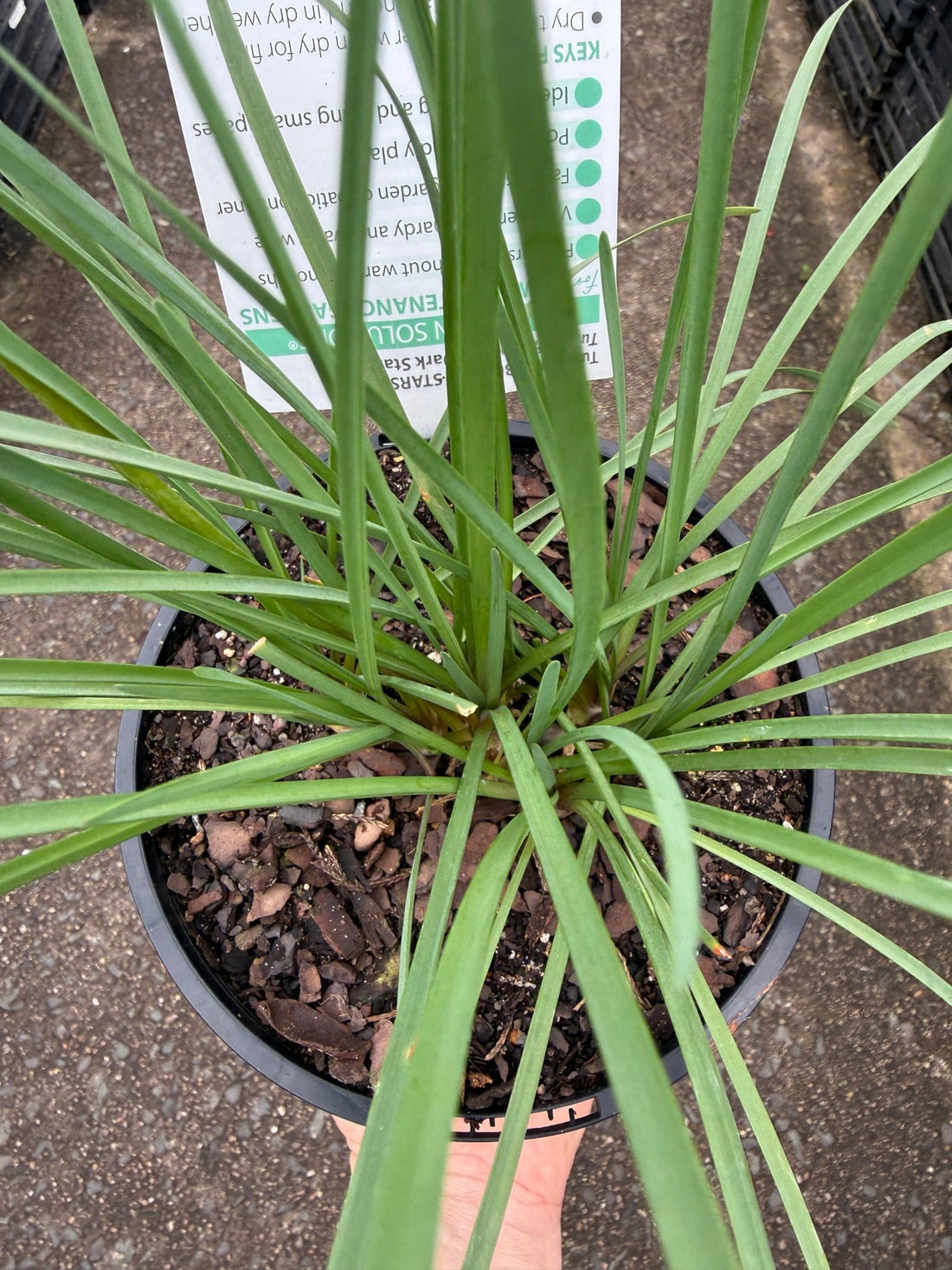 Society Garlic Dark Star (Tulbaghia) - Ladybird Nursery