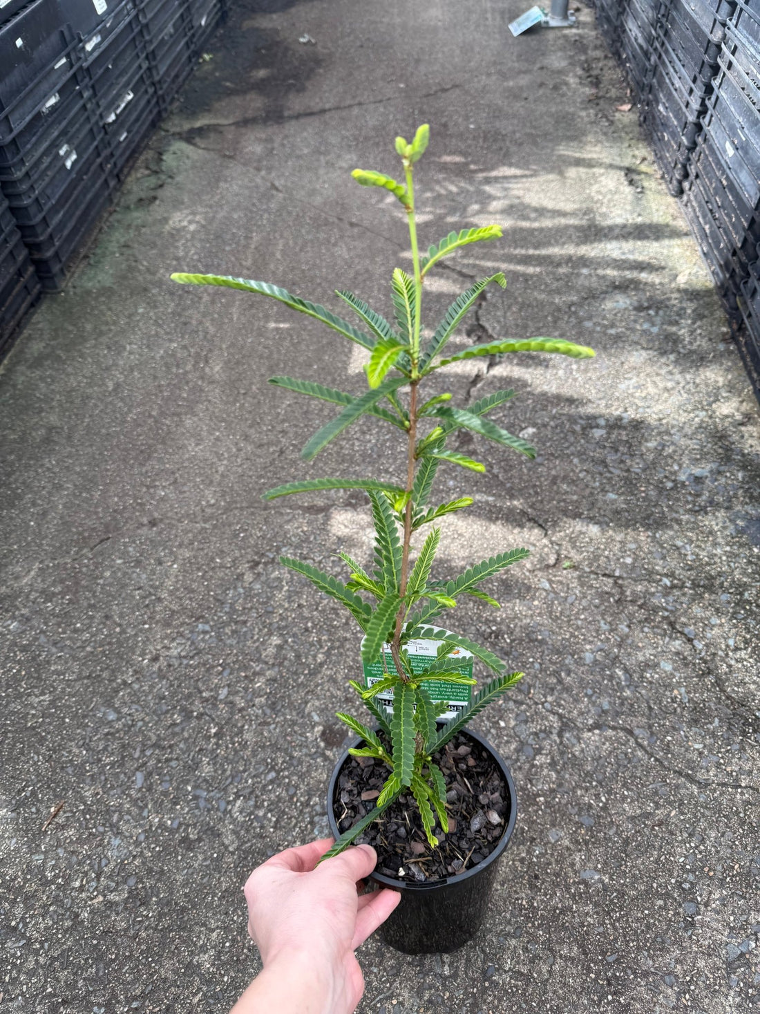 Phyllanthus 'Ferny' (Phyllanthus lamprophyllus) - Ladybird Nursery