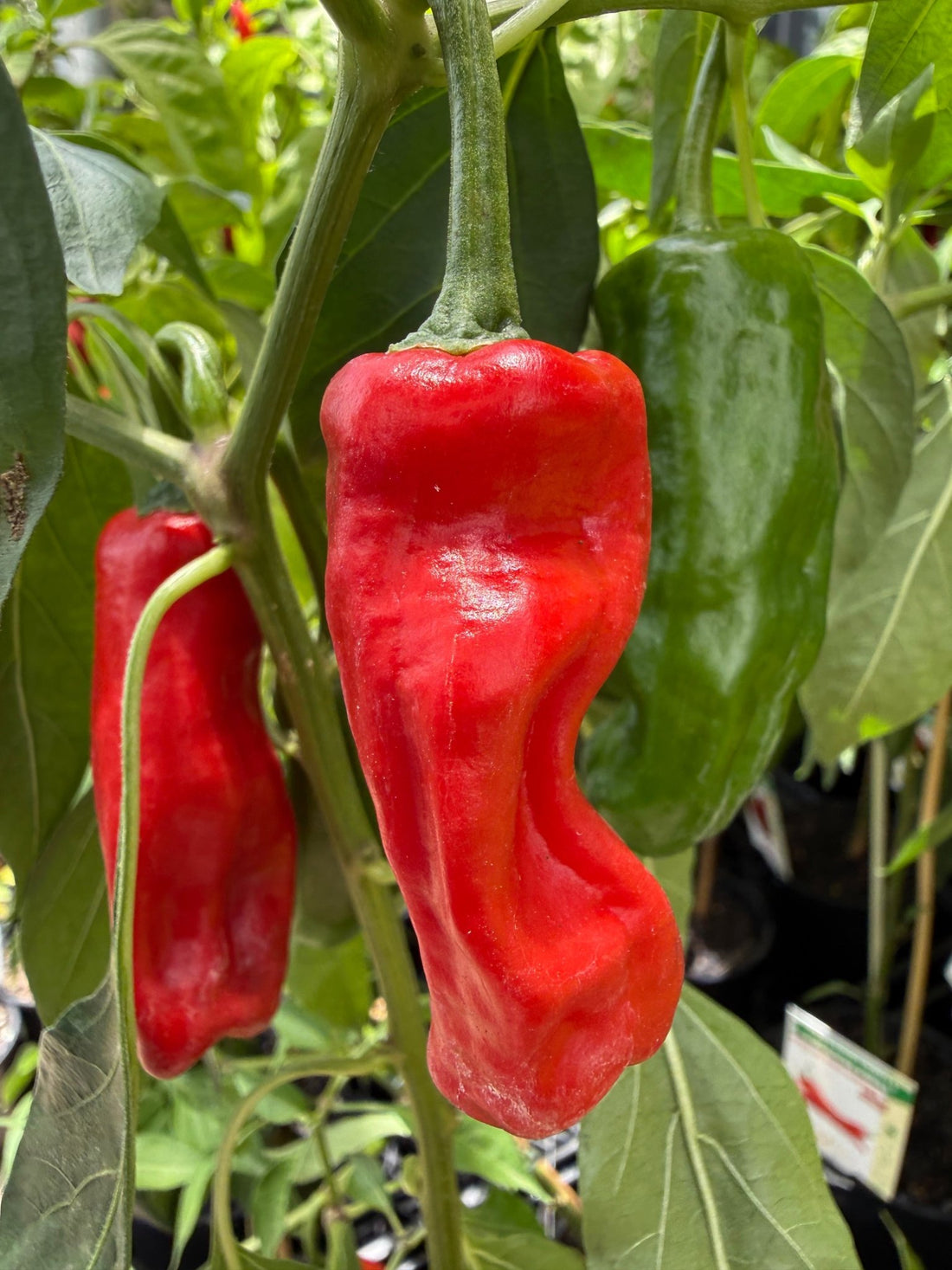 Chilli 'Australian Broome' - Ladybird Nursery