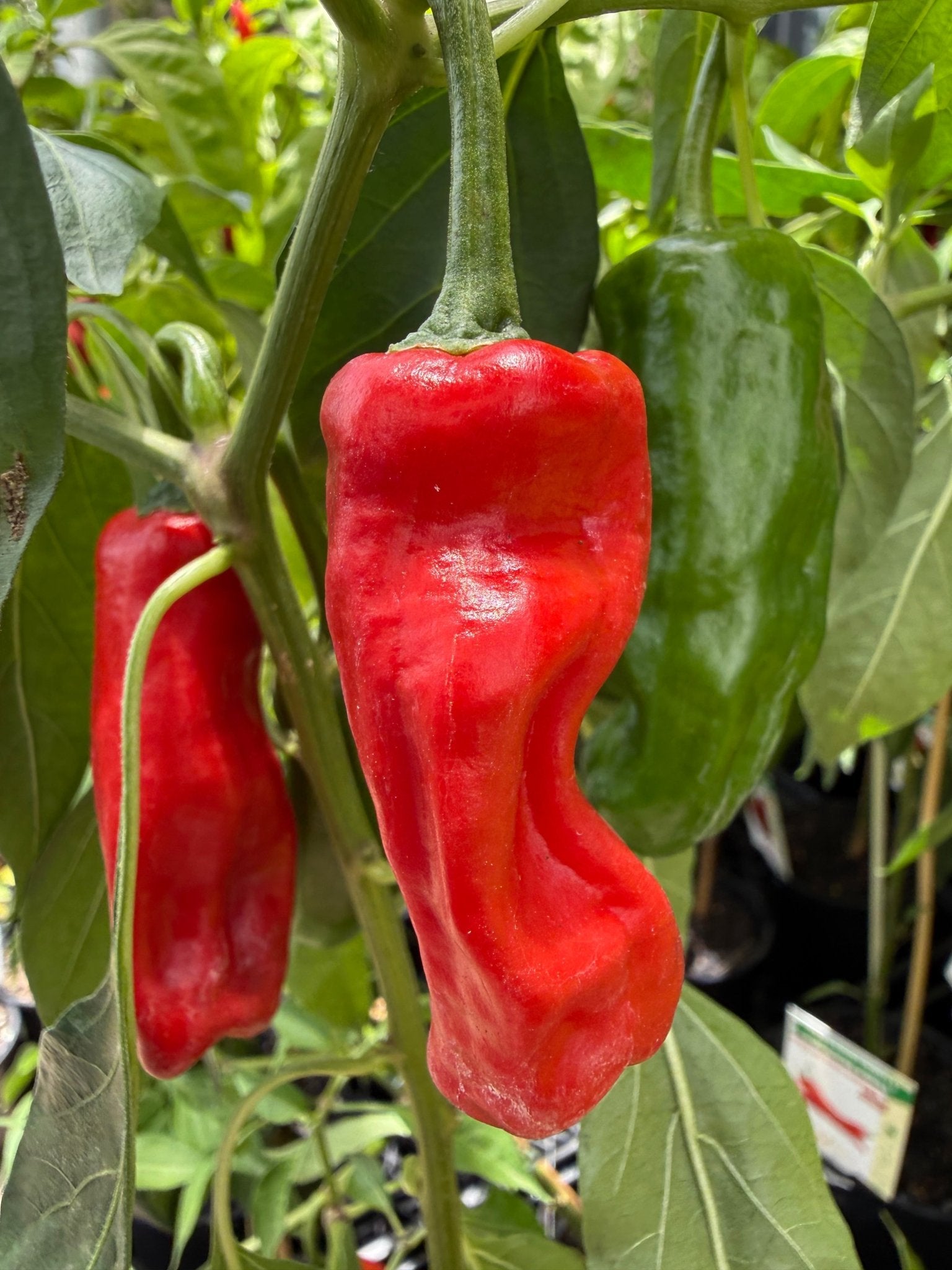 Chilli 'Australian Broome' - Ladybird Nursery