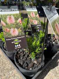 Kunzea baxteri 'Persian Pink' - Ladybird Nursery