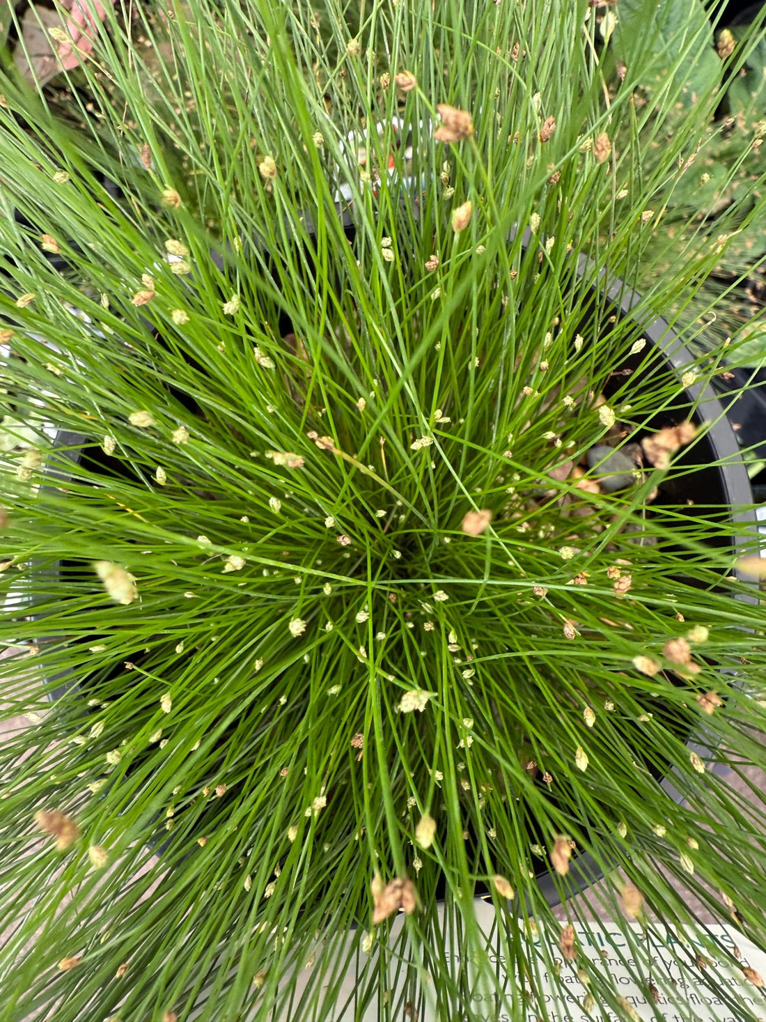 Slender Club - Rush (Isolepis cernua) - Ladybird Nursery
