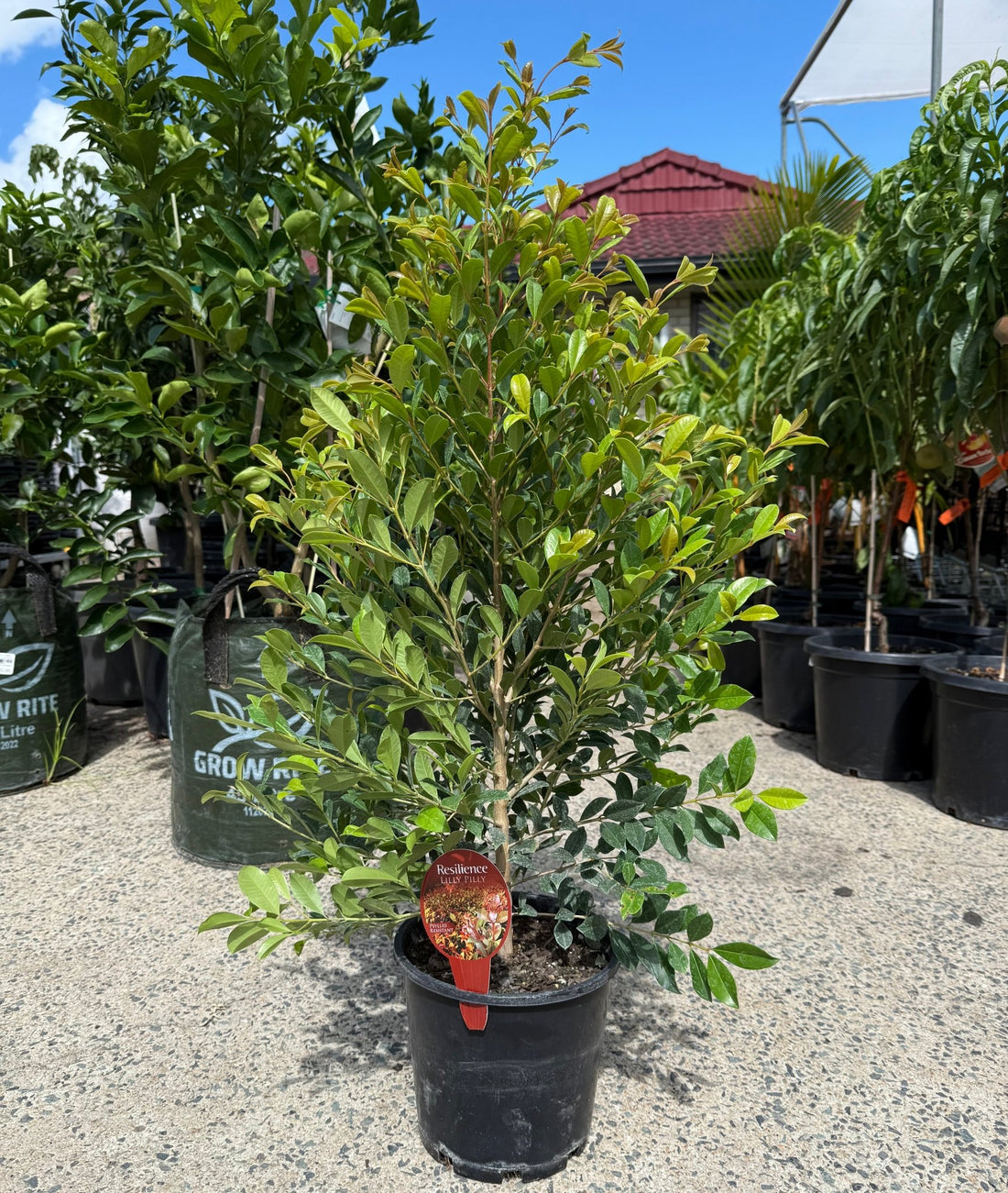 Lilly Pilly Resilience (Syzygium australe) 200mm Pot - Ladybird Nursery