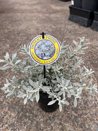 Eremophila 'Kalbarri Carpet' (Eremophila glabra) - Ladybird Nursery