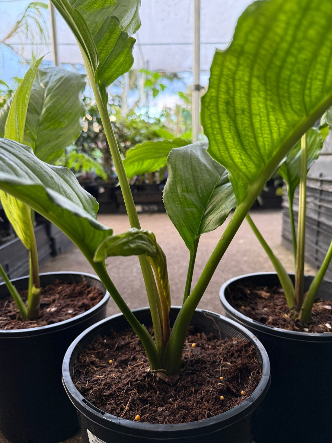 Bat Plant 'White Moon' - Large - Ladybird Nursery