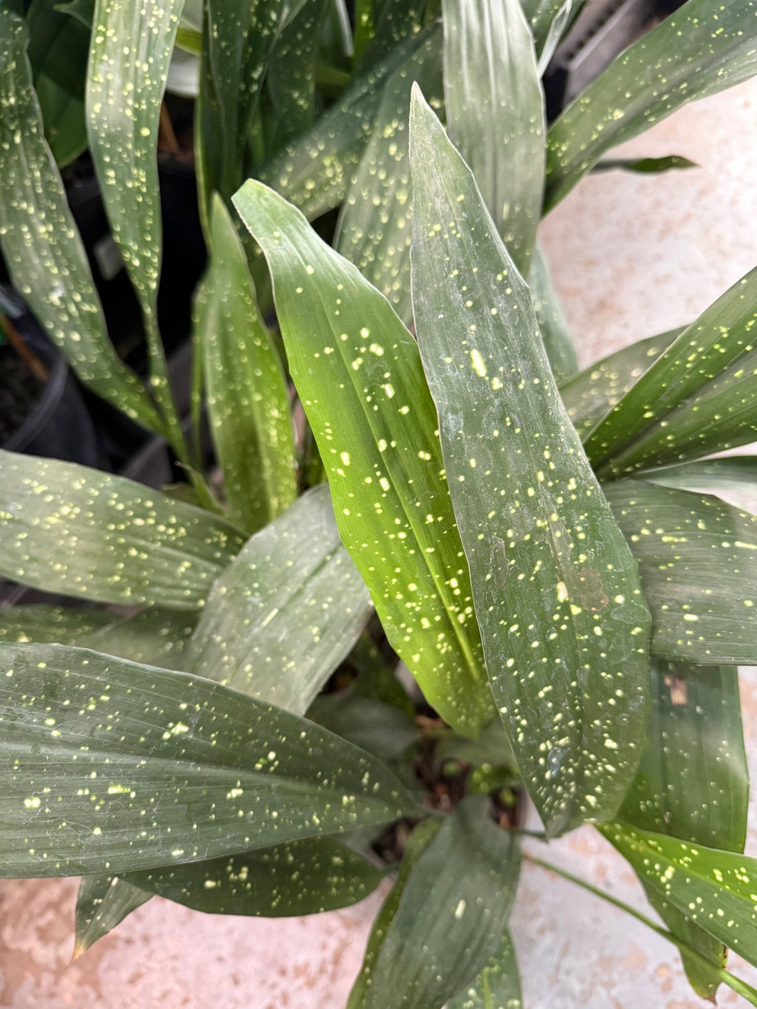 Cast Iron 'Milky Way' (Aspidistra) - Ladybird Nursery