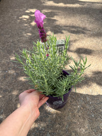 Lavender Fairy Wings 'Radiance'