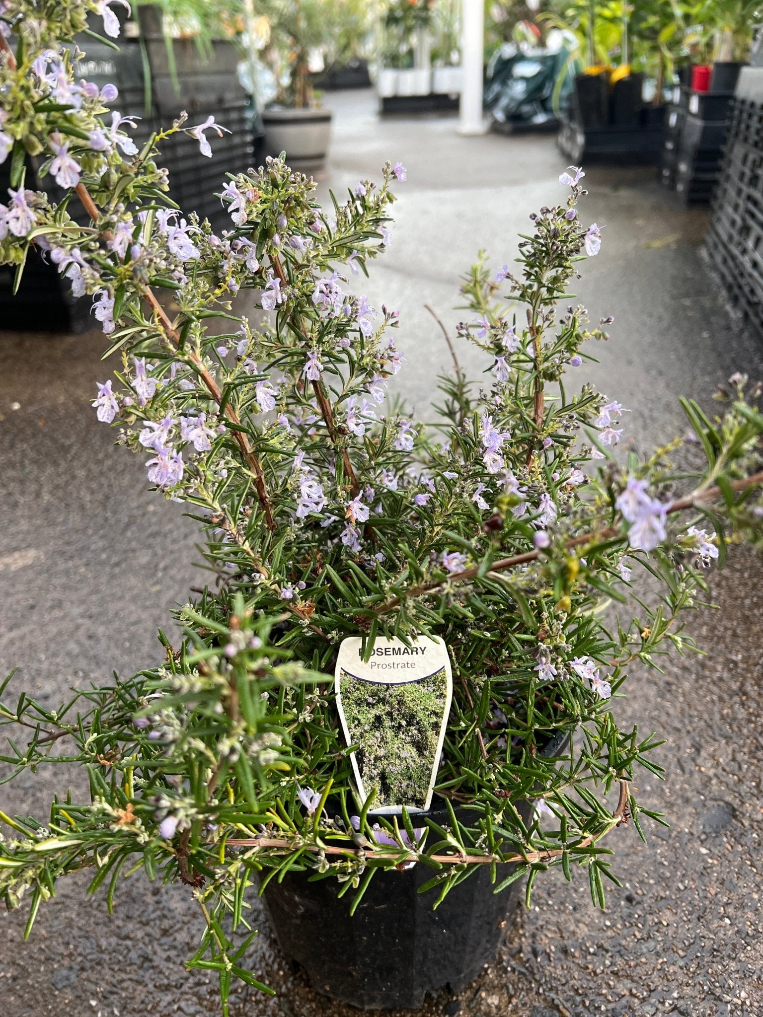 Rosemary Prostrate - Large - Ladybird Nursery