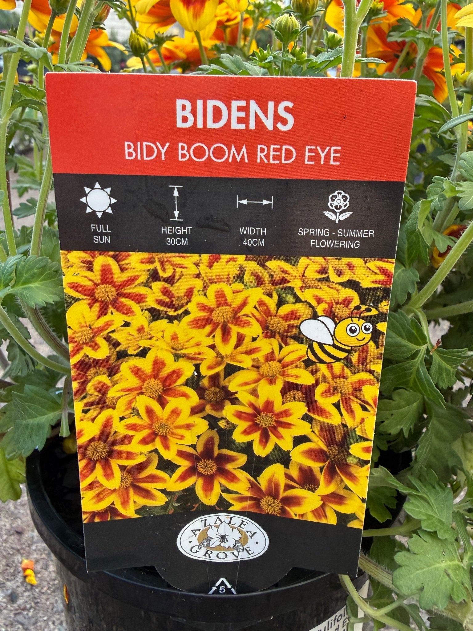 Bidens ferulifolia 'Bidy Boom Red Eye' - Ladybird Nursery