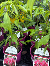 'Rubra Blush' (Melicope rubra) - Ladybird Nursery
