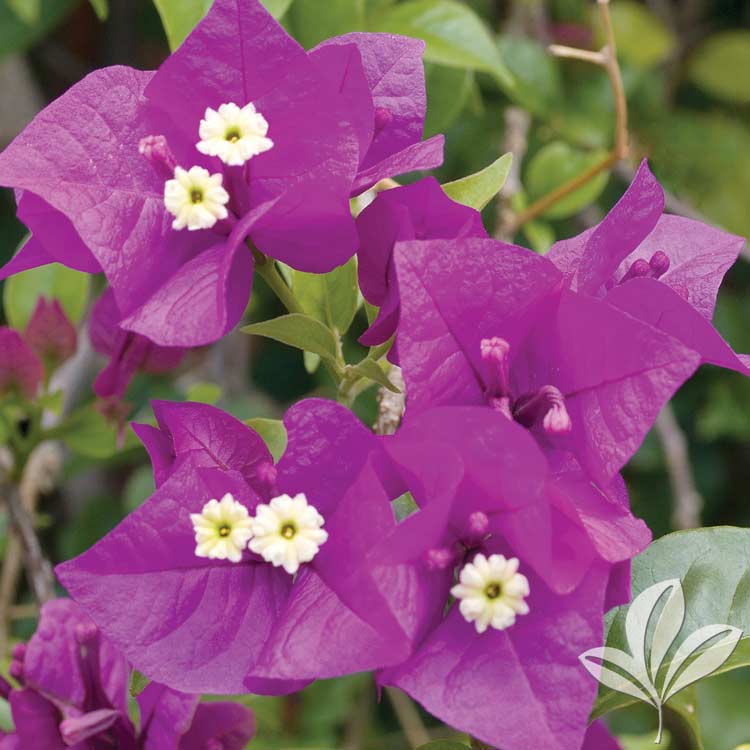 Bougainvillea Vera Deep Purple (Bougainvillea glabra)