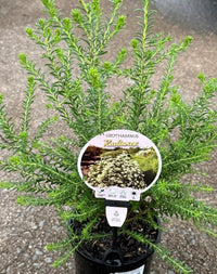 Rice Flower 'Radiance' (Ozothamnus diosmifolius) - Ladybird Nursery